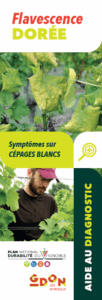 Éventail des symptômes sur cépages blancs