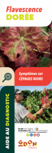 Éventail des symptômes sur cépages noirs
