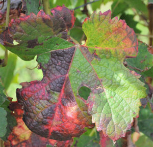 flavescence dorée sur feuille merlot - GDON des Bordeaux