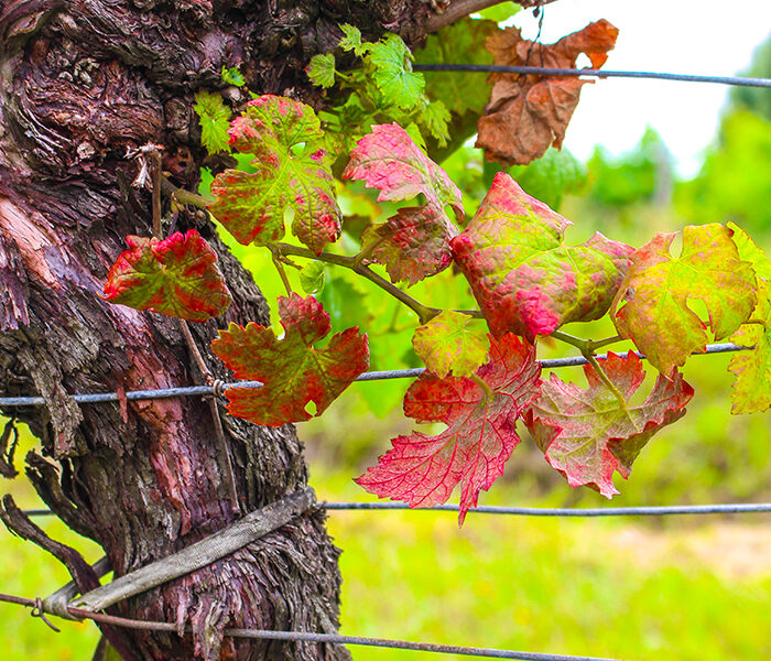 Symptômes de la Flavescence dorée : feuilles de vignes rougies