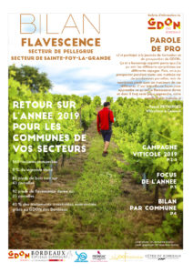 Bilan Flavescence 2019 : secteurs de Pellegrue et de Sainte-Foy-La-Grande