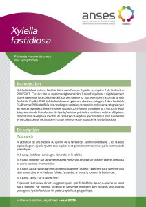 Xylella fastidiosa : fiche de reconnaissance des symptômes