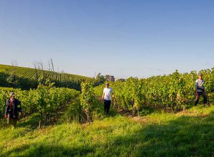 40 saisonniers sur le vignoble bordelais