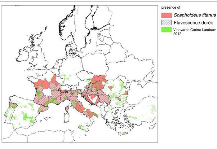 Dispersion de Scaphoideus titanus et de la flavescence dorée en Europe (2014). Source : EFSA, European Food Safety Authority