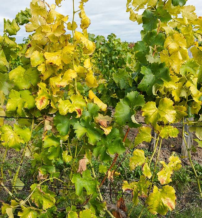 Flavescence doree sur vignes de sauvignon blanc _ GDON des Bordeaux