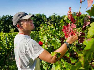 9 encadrants d’équipe sur le vignoble bordelais