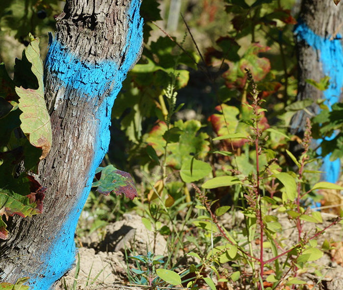 marquage cep de vigne en bleu